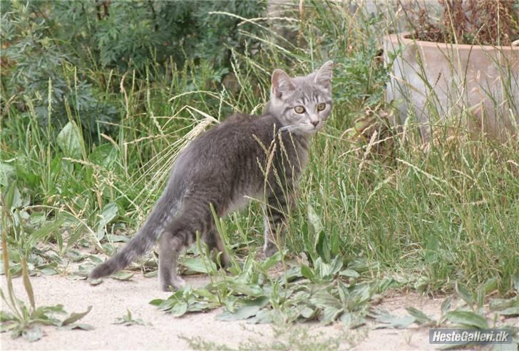 Huskat VRCL's Piv billede 1