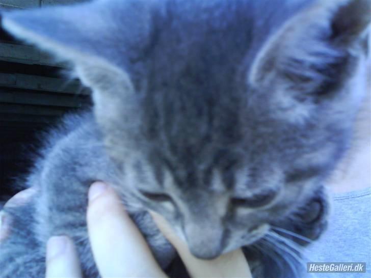 Huskat VRCL's Piv billede 2