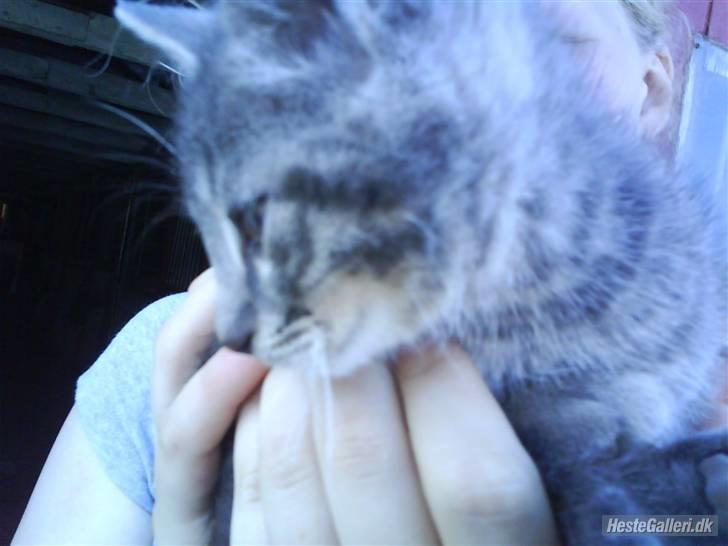 Huskat VRCL's Piv billede 3