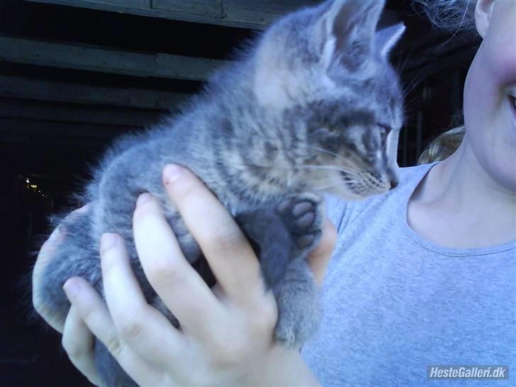 Huskat VRCL's Piv billede 4