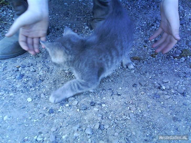 Huskat VRCL's Piv billede 5