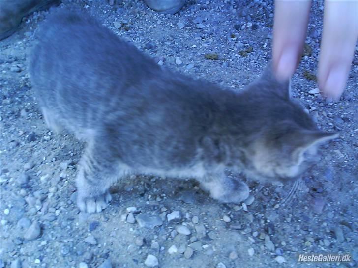 Huskat VRCL's Piv billede 6