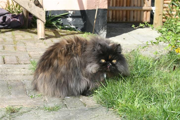 Perser Agrippina's Ofelia - maj 08 billede 19