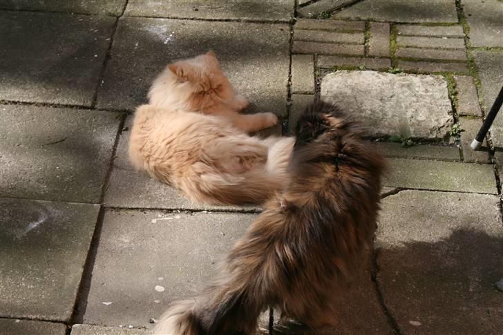 Perser Agrippina's Ofelia - maj 08 billede 20