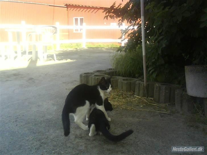 Huskat VRCL's Gucci Gerda billede 12