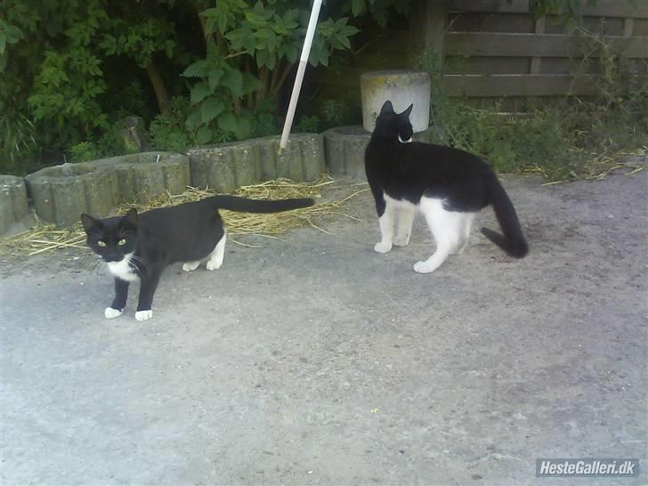 Huskat VRCL's Gucci Gerda billede 13