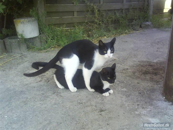 Huskat VRCL's Gucci Gerda billede 15