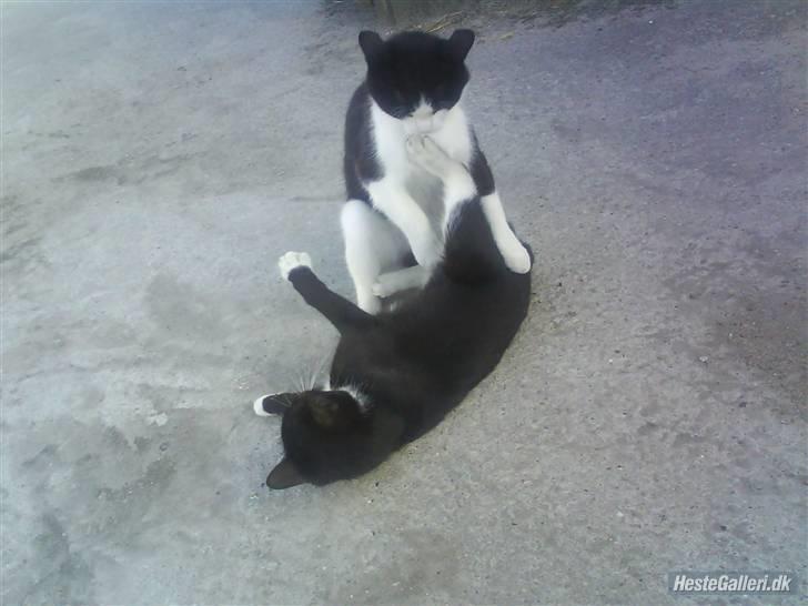 Huskat VRCL's Lille Mis *VÆK* billede 12