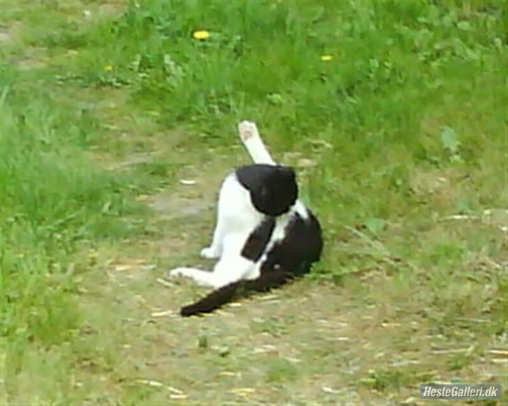 Huskat VRCL's Lille Mis *VÆK* billede 14