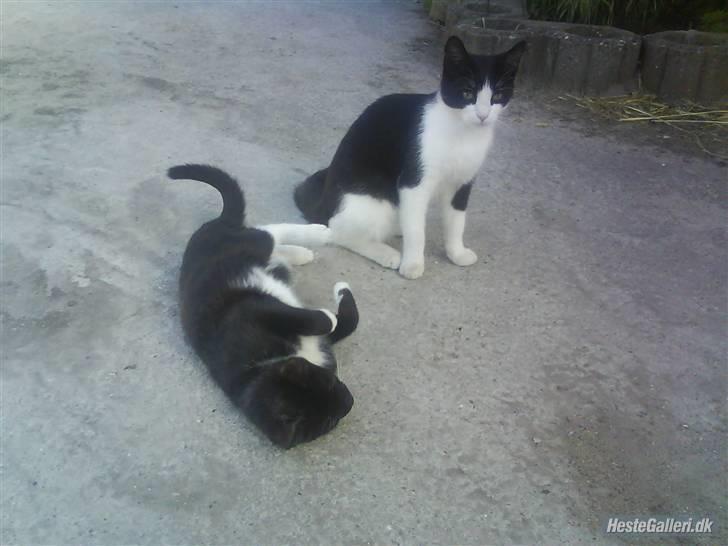 Huskat VRCL's Lille Mis *VÆK* billede 15