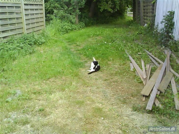 Huskat VRCL's Lille Mis *VÆK* billede 16