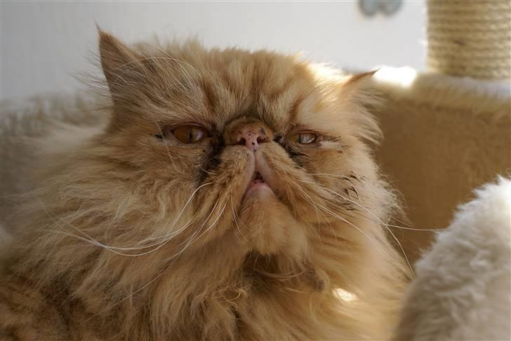 Perser Gismo - 9# billede 9