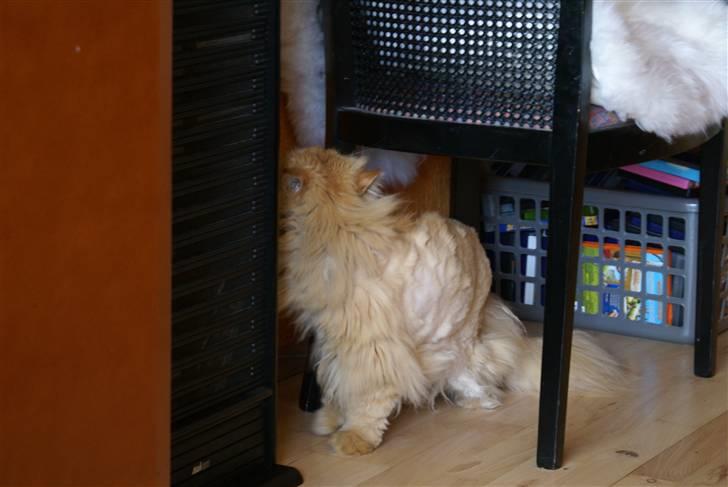 Perser Gismo - 10# billede 10