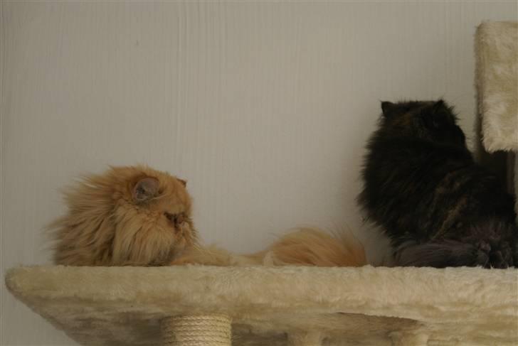 Perser Gismo - 11# billede 11