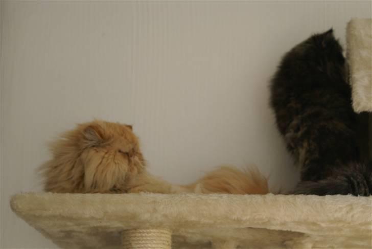 Perser Gismo - 12# billede 12