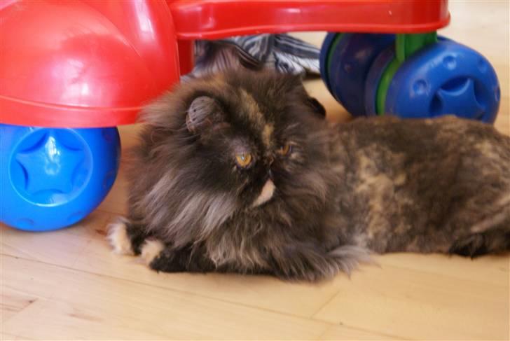 Perser Misty browns Jenny (Jinx) - 1# billede 1