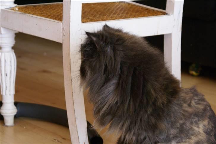 Perser Misty browns Jenny (Jinx) - 2# billede 2