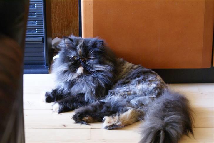 Perser Misty browns Jenny (Jinx) - 3# billede 3