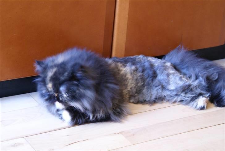 Perser Misty browns Jenny (Jinx) - 4# billede 4