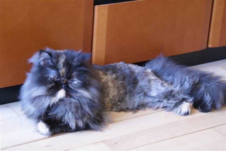 Perser Misty browns Jenny (Jinx) - 5# billede 5