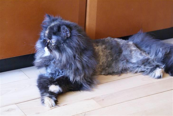 Perser Misty browns Jenny (Jinx) - 6# billede 6