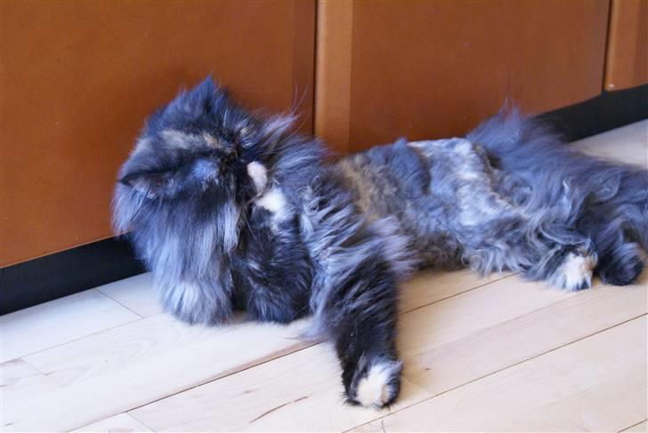 Perser Misty browns Jenny (Jinx) - 7# billede 7