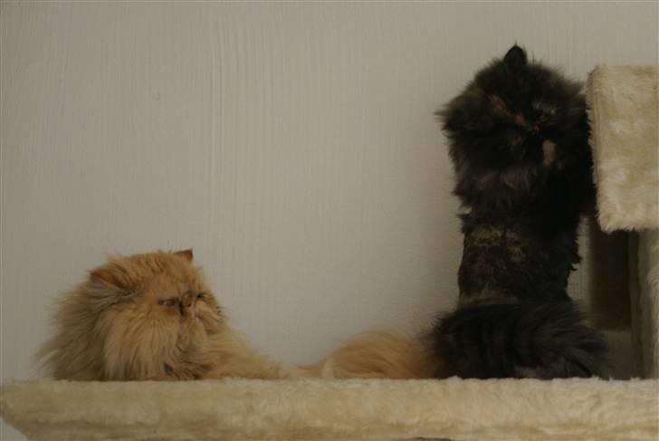 Perser Misty browns Jenny (Jinx) - 10# billede 10