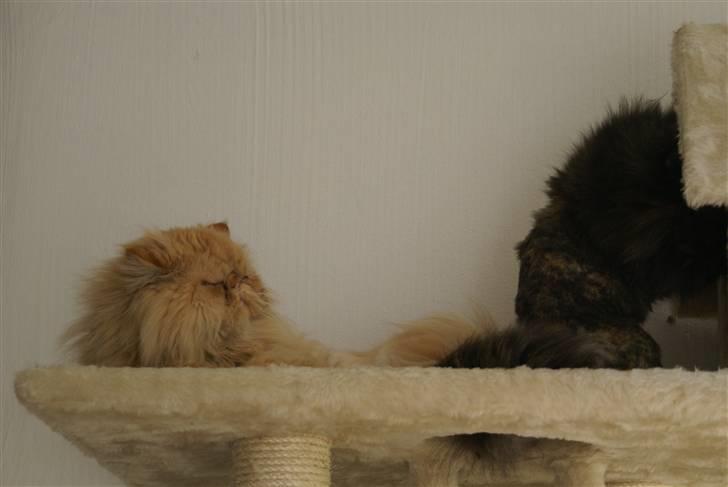 Perser Misty browns Jenny (Jinx) - 11# billede 11