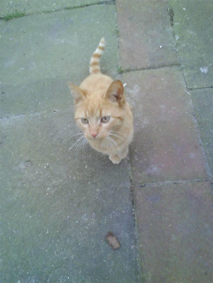 Huskat gaffe - jeg gider ik være i kassen mere billede 1