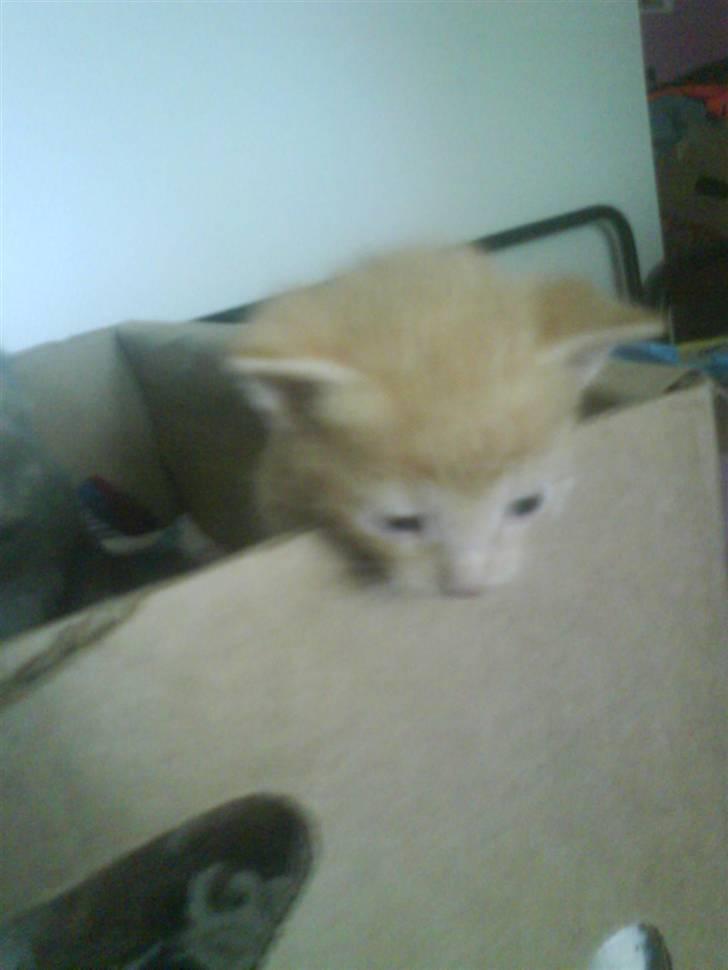 Huskat gaffe billede 2