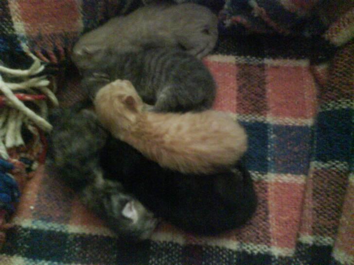 Huskat gaffe - nu sover man  billede 3