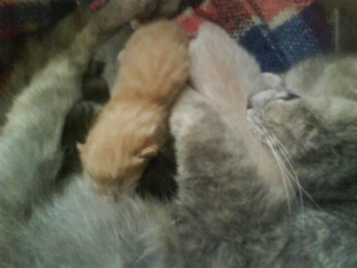 Huskat gaffe - nu for man mad  billede 4