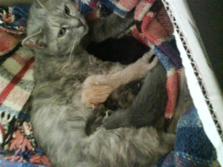 Huskat gaffe billede 5