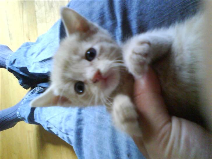 Huskat plys har fået nyt hjem billede 1