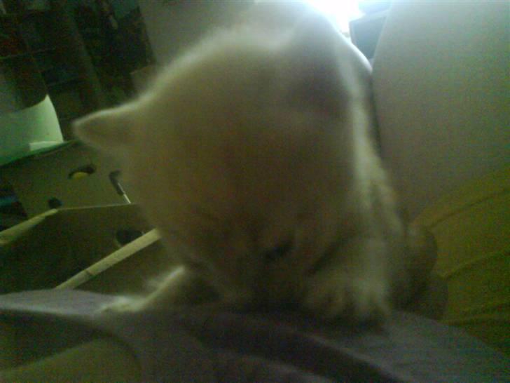 Huskat plys har fået nyt hjem billede 2