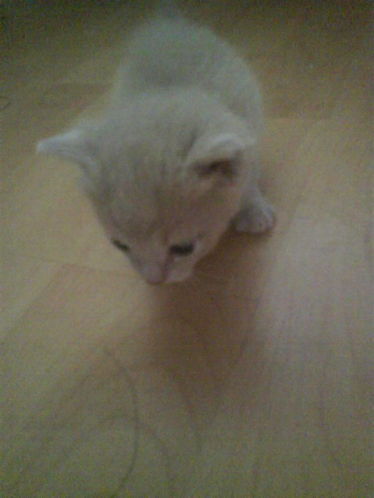 Huskat plys har fået nyt hjem billede 3