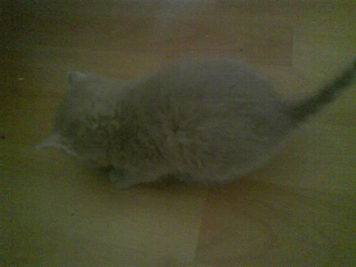 Huskat plys har fået nyt hjem billede 4