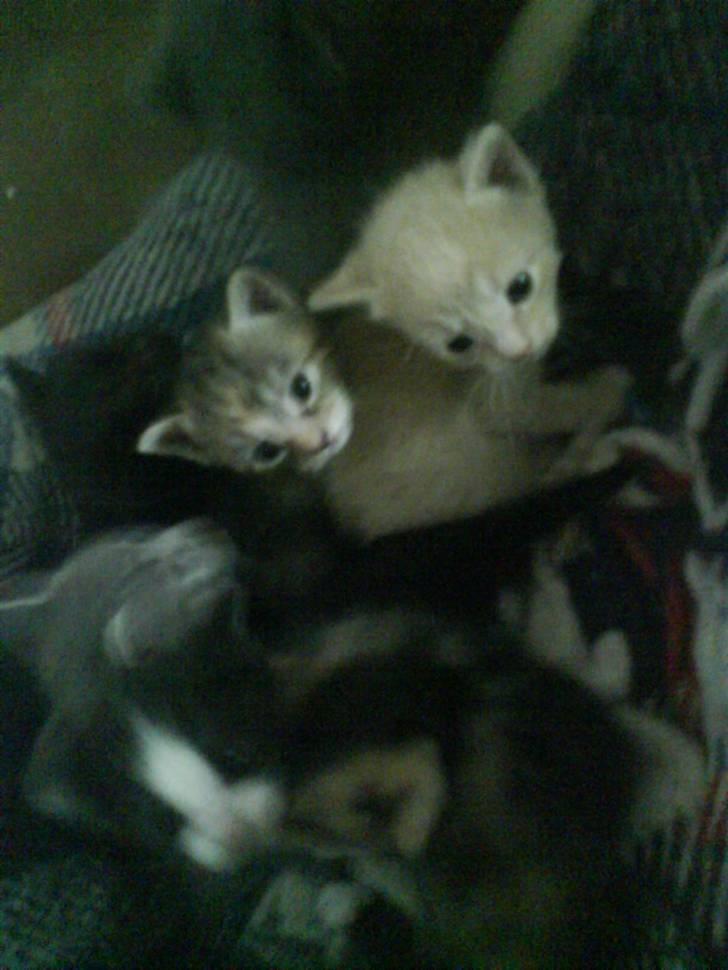 Huskat plys har fået nyt hjem - med mine søsken billede 5