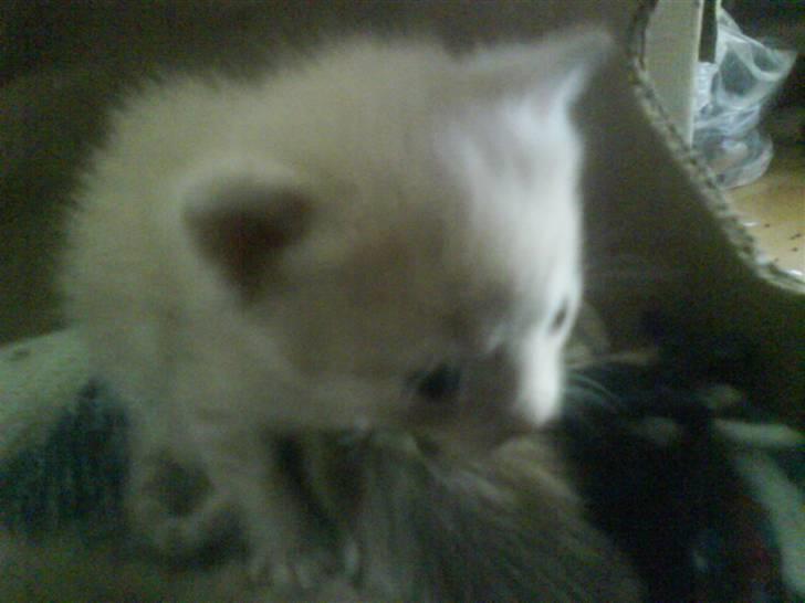 Huskat plys har fået nyt hjem billede 6