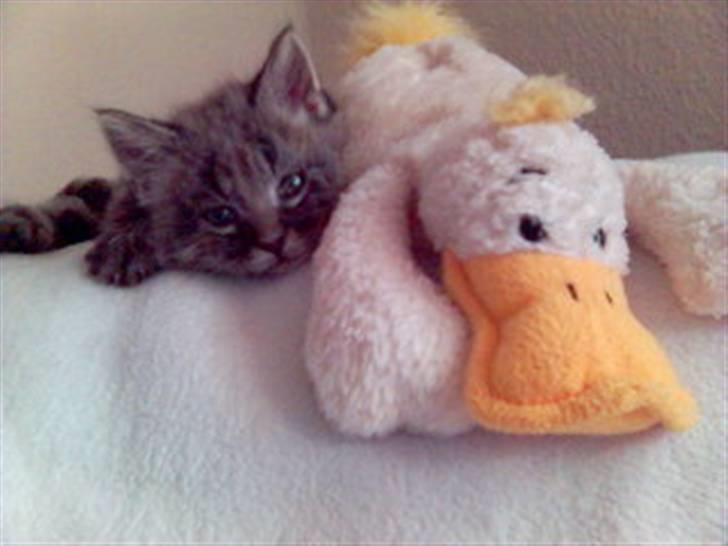 Norsk Skovkat Eigil   *Forsvundet* - Eigil og bamsen hygger ;) billede 8