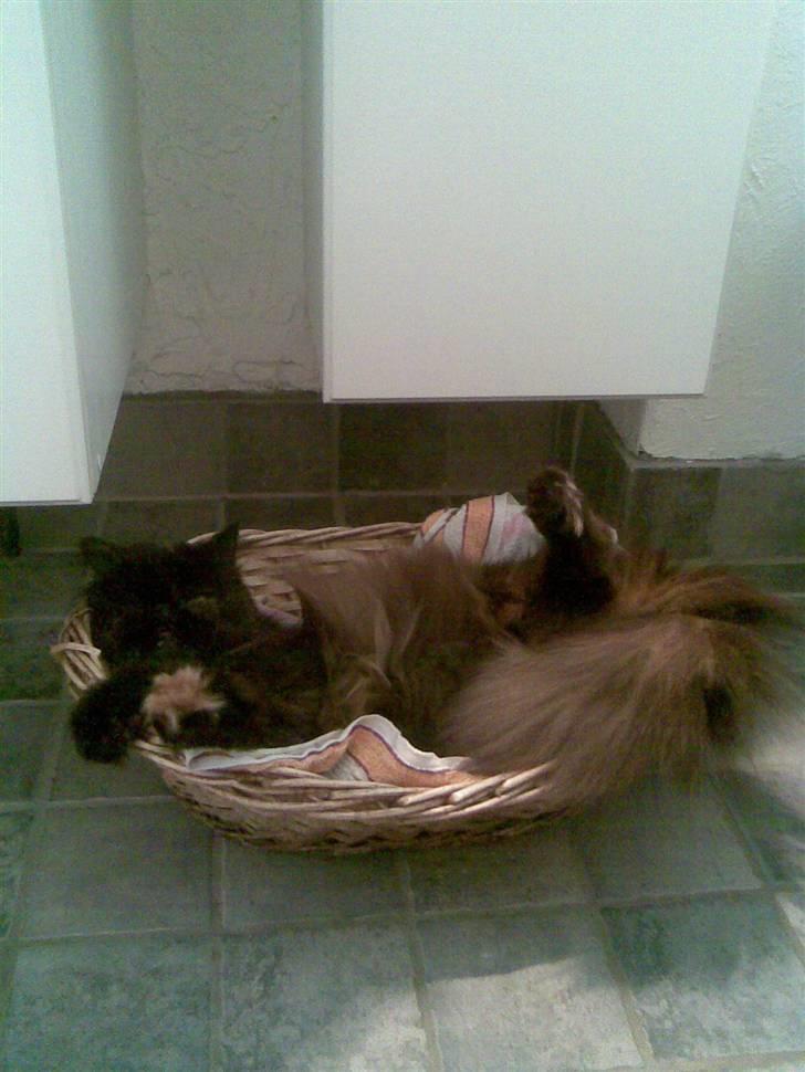 Perser Sasja - hygge på badeværelset billede 8