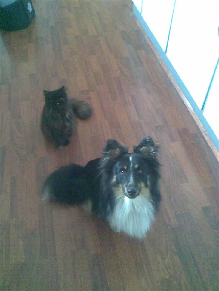 Perser Sasja - Sasja og Koda sidder så pænt og venter billede 9