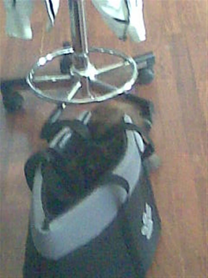 Perser Sasja - gad vide hvad der er i tasken billede 10