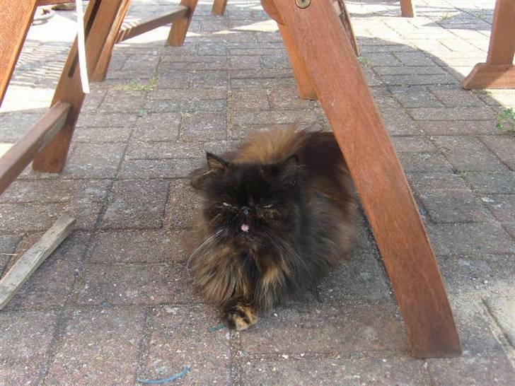 Perser Sasja - hygge under en stol, for varmt at være ude i solen billede 12