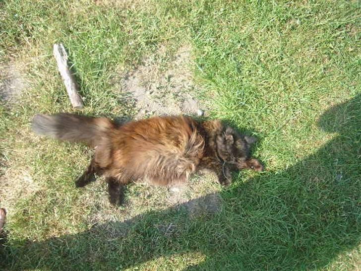 Perser Sasja - hygge i jorden billede 13