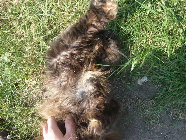 Perser Sasja - lidt kløen på maven er altid godt billede 14