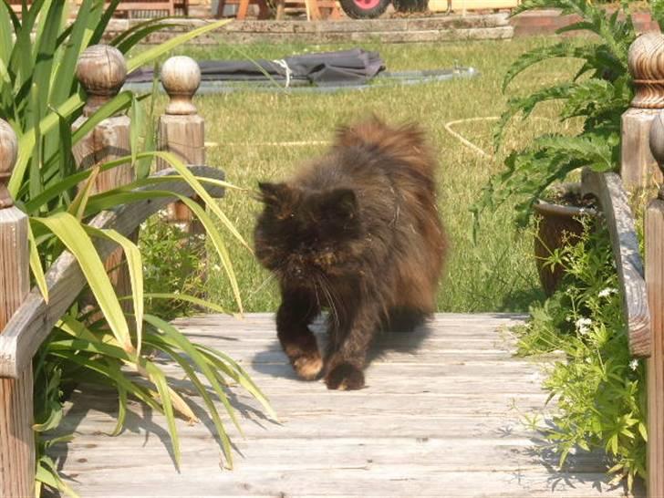 Perser Sasja - på vej over en lille bro billede 15