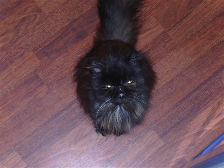 Perser Sasja - tigger om mad billede 16