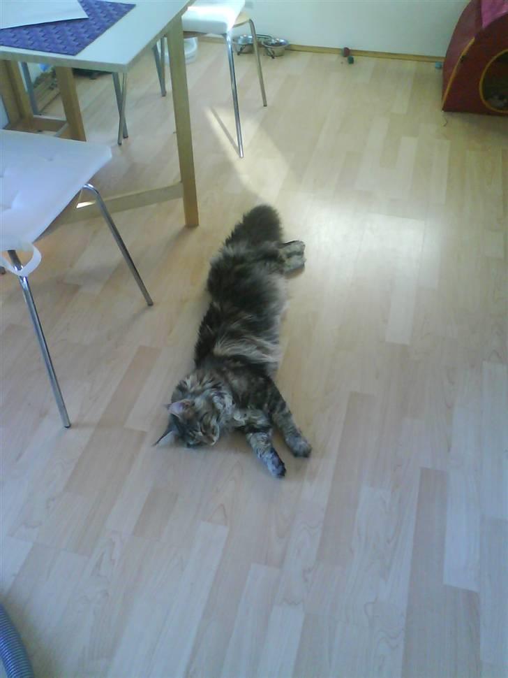 Maine Coon Gabriel - Gabriel d. 02-06-08 billede 17