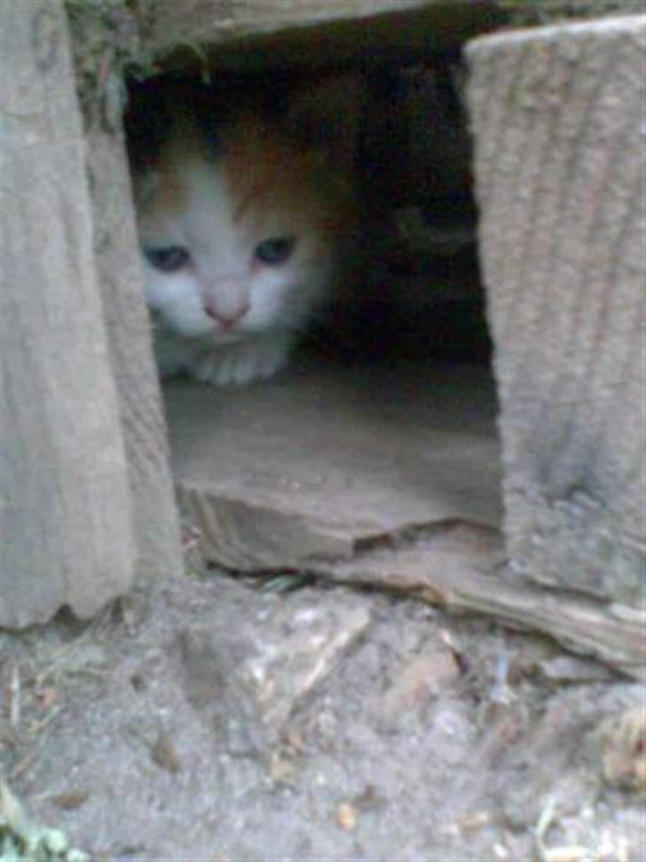 Huskat Bitten billede 7